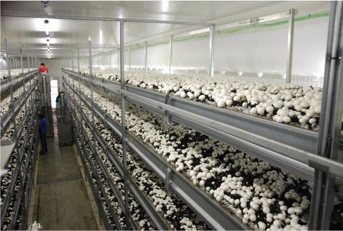 Setup Mushroom Farm in India - GroMushroom