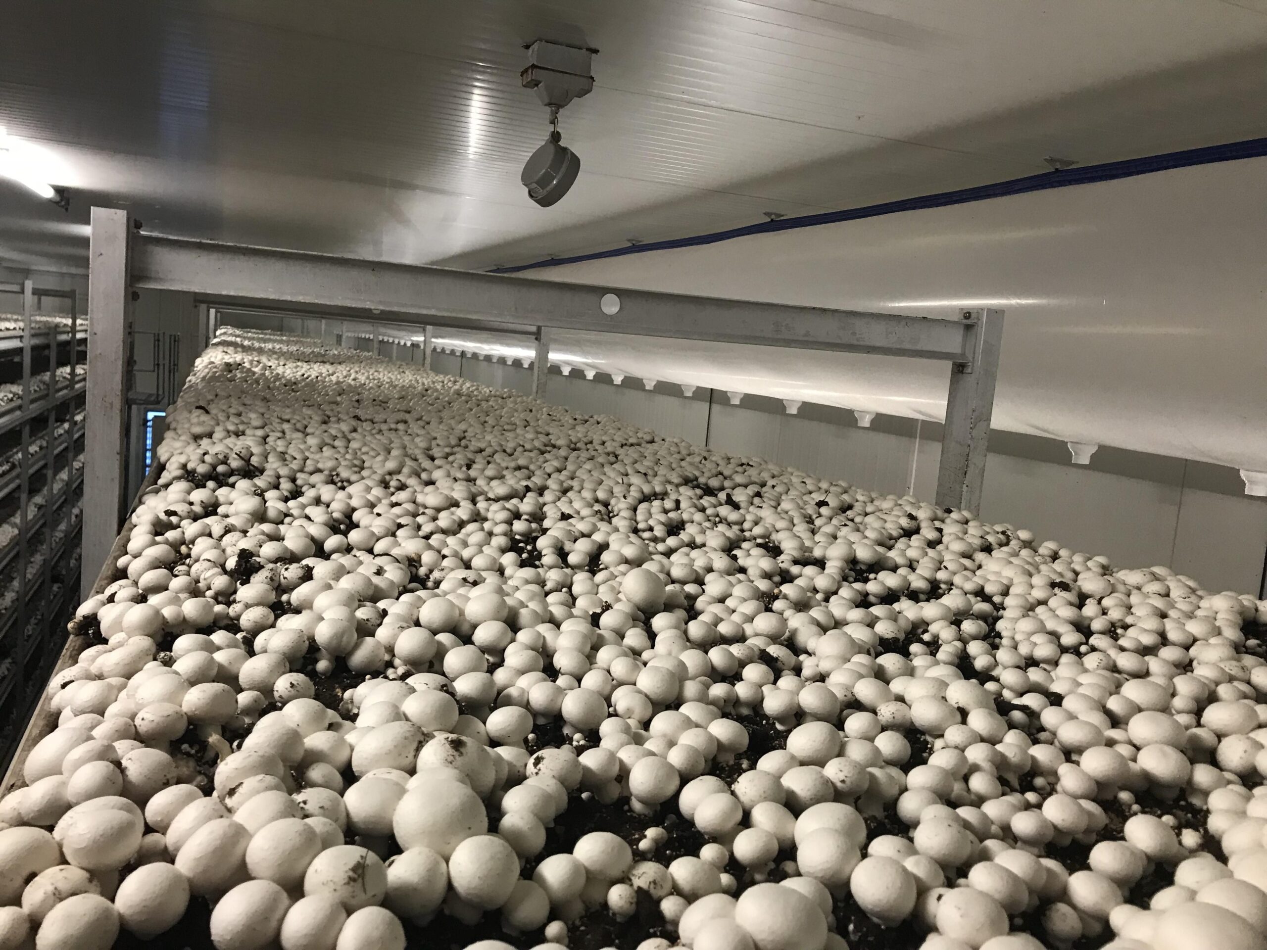 Setup Mushroom Farm in India - GroMushroom