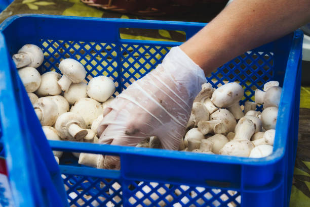 Setup Mushroom Farm in India - GroMushroom